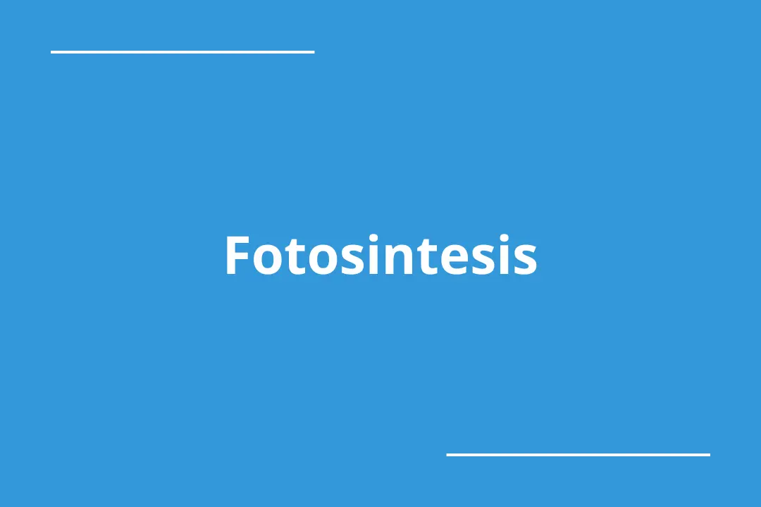 fotosintesis