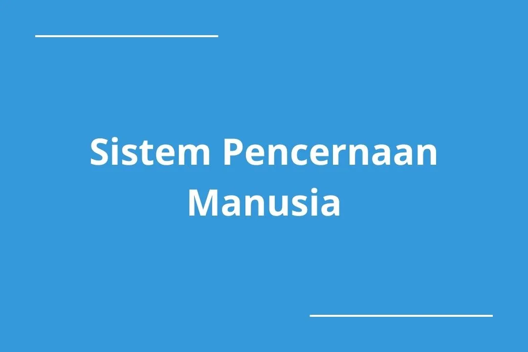 sistem pencernaan manusia